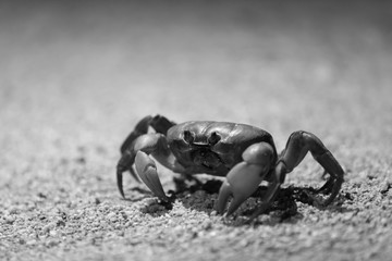 Land crab at night with light - black and white
