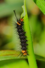 Black Caterpillar with an Orange Head and Spikes Eating a Leaf