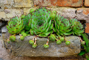Sempervivum tectorum Hauswurz. Gewitterwurz.