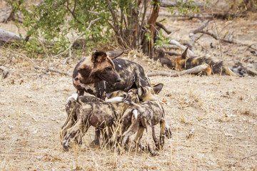 African wild dog in Kruger National park, South Africa