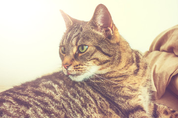 warm colored cat with green eyes