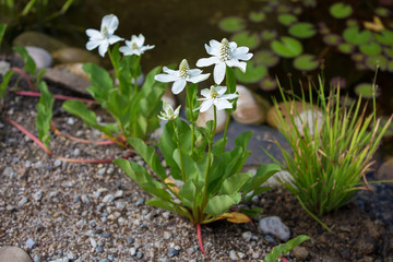 Anemopsis californica