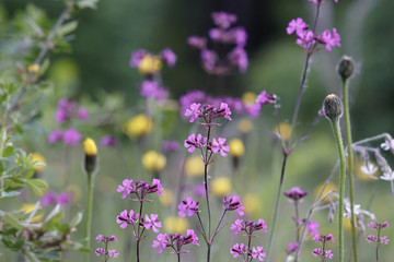 Floral  background. Violet wildflowers on a  bokeh background. Close-up.  Soft focus    Nature.