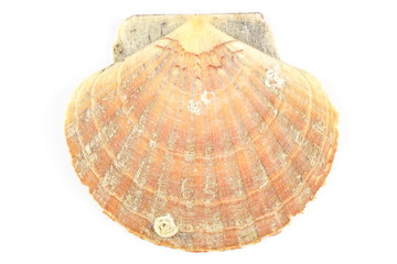 scallop shell isolated on a white background