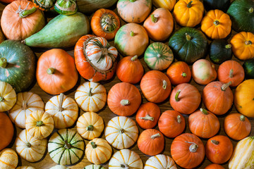 Autumn harvest of squshes and pumpkins