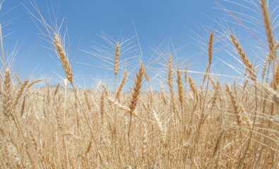 Wheat ears