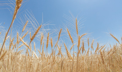 Obraz premium Wheat ears