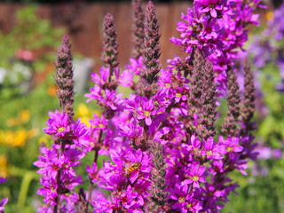 Lythrum salicaria - purple loosestrife 