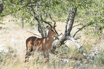 Black-faced impala