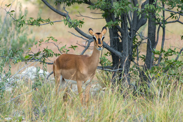 Black-faced impala