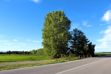 Roadside birch trees in summer