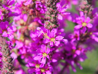 Lythrum salicaria - purple loosestrife 