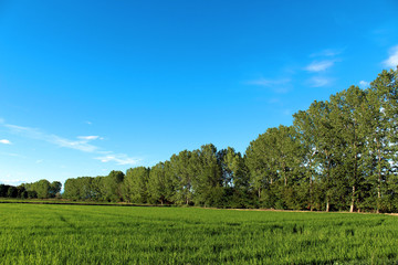 Birch trees near a paddy in summer