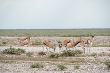 Naklejka premium Springboks