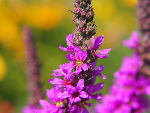 Fototapeta Lythrum salicaria - purple loosestrife 
