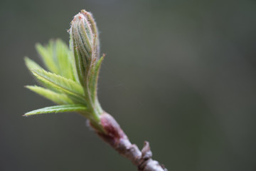 The first spring gentle leaves, buds and branches macro close up background