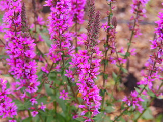Obraz premium Lythrum salicaria - purple loosestrife 