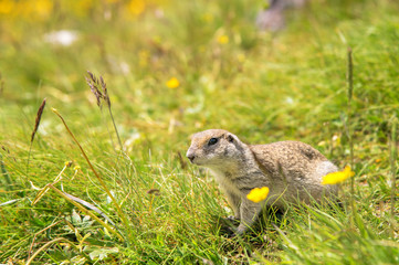 European ground squirrel