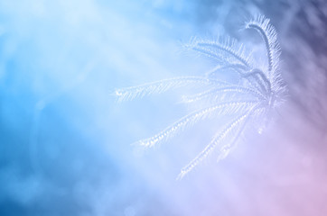 Vintage grass flower in sunrise and lens flare with gradient color backgrounds