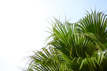 Obraz na płótnie Canvas Palm Tree Crown on Bright Sky Background. Summer Vacation Concept.