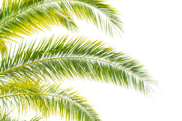 Fototapeta na wymiar Palm Tree Leafs on Bright Sky Background. Summer Vacation Concept.