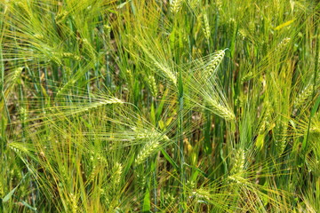 field of barley with barley ears