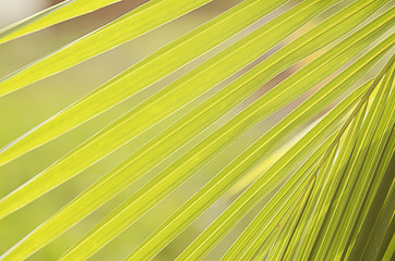 Coconut leaves backgrounds textures