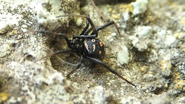 Young black widoe spider changing its place 