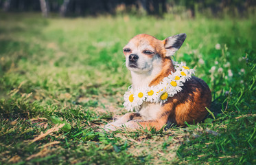 A little cute little dog with a wreath of daisies on his head sits in the sun in the field.