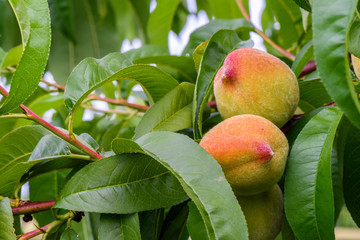 Fresh peaches on tree brunch. Closeup with green leaves