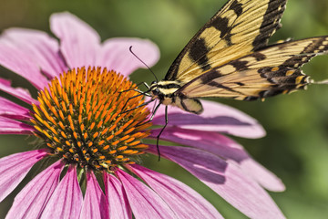Swallowtail Butterfly on Coneflower