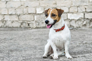Gray ruined brick wall background and a sitting small dog Jack Russell Terrier