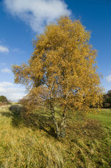 Fototapeta premium Silver birch tree (Betula pendual) in its autumn colours
