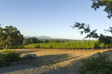 Fototapeta na wymiar Late evening at a Sonoma County winery as the sun is setting and shadows are lengthening