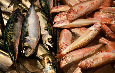 Mackerel and Goatfish at fish market