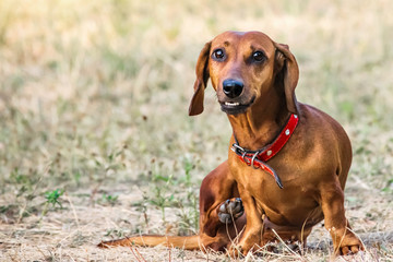A red dachshund dog sitting on a glade in summer and looking to the camera