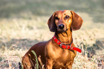 A portrait of a cute dachshund dog sitting on a glade in summer and looking to the camera