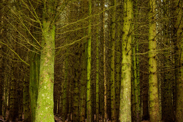 Fototapeta premium Bare trees in woodland