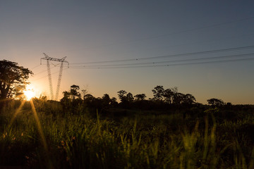 Electricity pole going through the jungle with sunset.