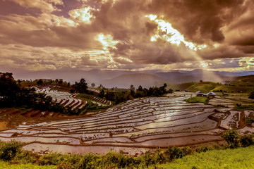 rice fields on terraced in north Thailand.