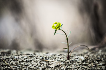 sprout