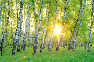 Obrazy na Szkle  Brzozowy Gaj. wcześnie rano. Wschodzące słońce przez drzewa. Ukraina