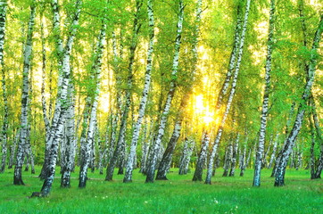 Birch Grove. early morning. The rising sun through the trees. Ukraine.