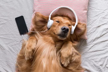 Rolgordijnen The Golden Retriever wearing headphones listening to music © chendongshan