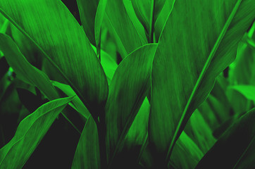 Green leaf pattern on the surface ,Creative layout made of tropical flowers and leaves. Flat lay. pastel concept