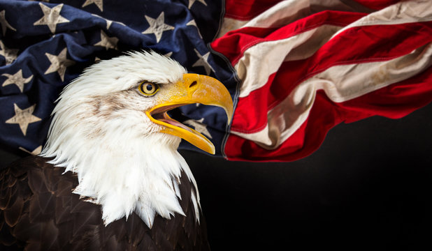 Bald Eagle with American flag