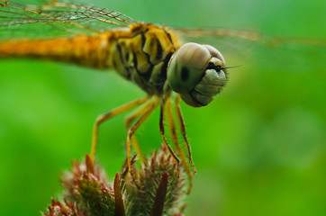 dragonflies close up eye.