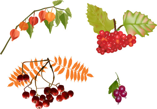 isolated branches with red fall berries