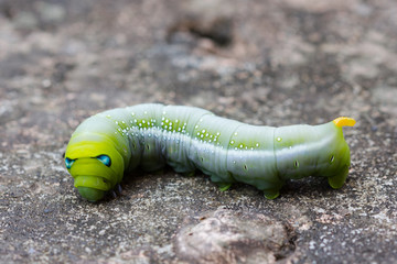 Caterpillar, Big green worm, Giant green worm