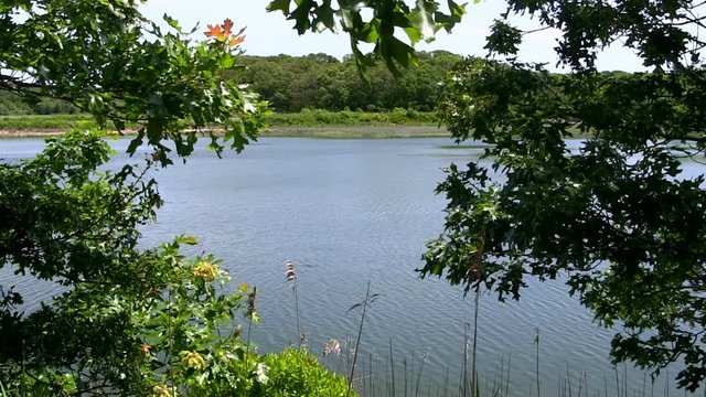 Pocasset river, marsh and conservation area through tree canopy Bourne Cape Cod
